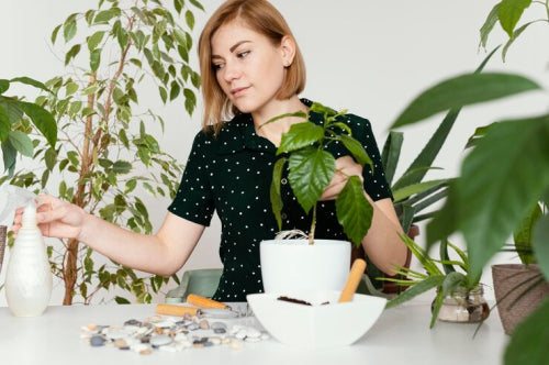 The Growing Influence of Plant-Based Ingredients in Premium Cosmetics