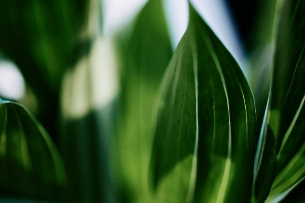What Makes Botanical Cosmetics Different